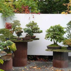 Bild von einem Bonsai-Garten.