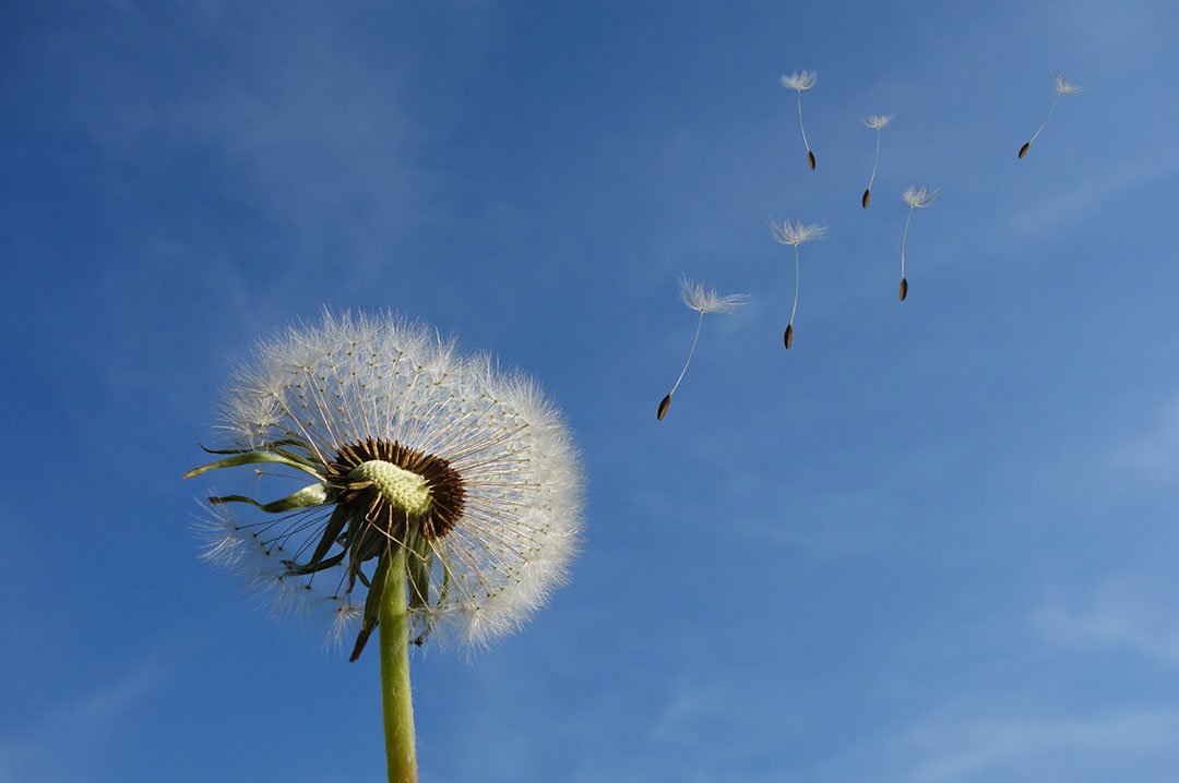 Symbolbild. Eine Pusteblume vor dem Himmel, von der die Samenschirmchen fliegen.